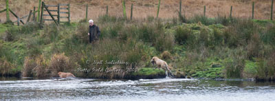 Retriever Photography by Betty Fold Gallery